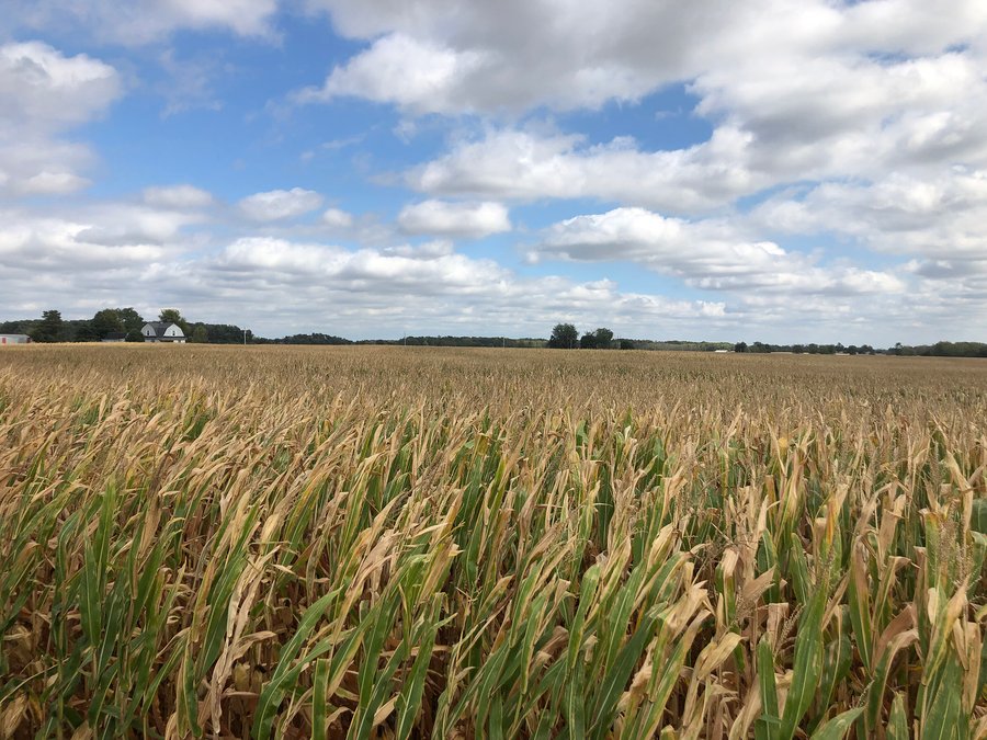 QUALITY LAND AUCTION - 159+/- ACRES OFFERED IN 3 TRACTS IN HENRY COUNTY, INDIANA